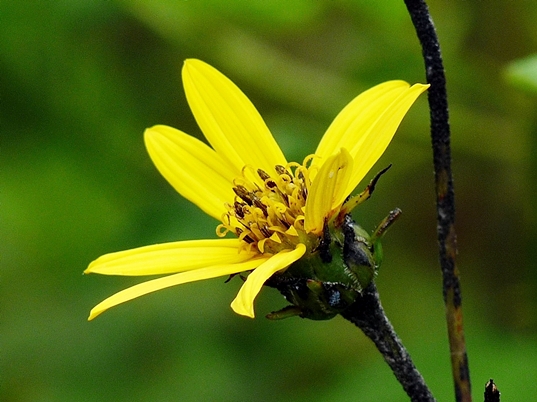 {Helianthus divaricatus}